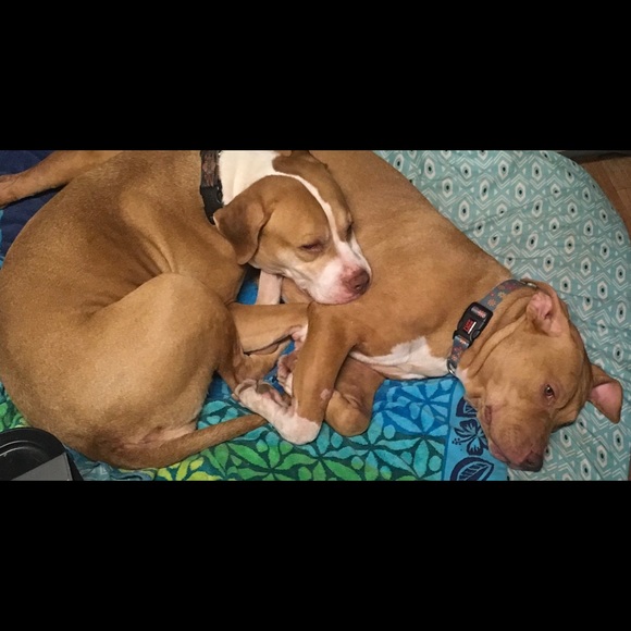 🙏🏻 !PLEASE SHARE🙏🏻 Poshing For Rescue Dogs 🐕 - Picture 4 of 11